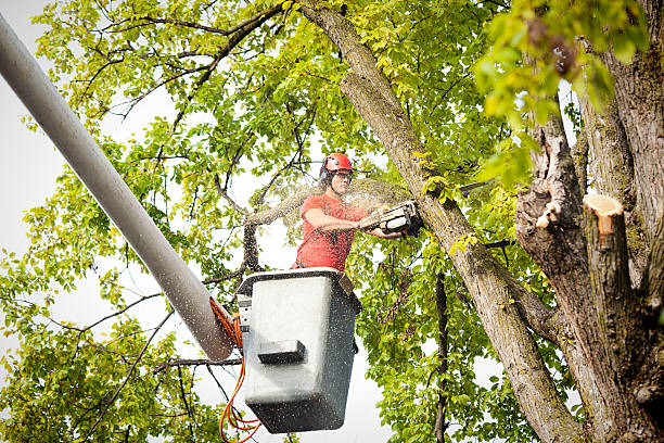 Centerville, PA Tree Services Company